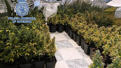 Una mujer se enfrenta a dos años de prisión por cultivar 189 plantas de marihuana en Córdoba
