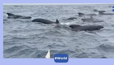 Incredible video shows pod of whales joining man rowing solo across Atlantic Ocean