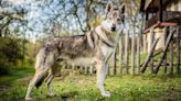 Quick-Thinking Way Wolfdog Owner Handles Over-Excited Greetings Is a Tip for All Pet Parents