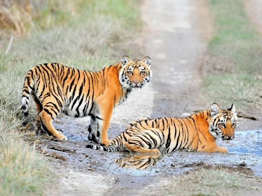 47 tigers, 3 lions and a panther die from bird flu in Vietnamese zoos