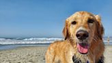 Estas son las playas de Cádiz donde puedes ir con tu perro