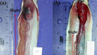 中山大學研究鯙科魚獨特性 右生殖腺較左長8倍