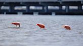 Tampa Bay’s flamingo visitors: Everything you need to know