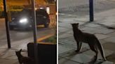Man sees fox trying to cross road with heavy traffic, knows what he has to