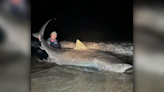 Fisherman reels in catch of a lifetime: a massive 12-foot tiger shark - WSVN 7News | Miami News, Weather, Sports | Fort Lauderdale