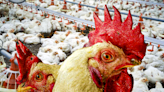 Bird Flu Has Taken Out Millions Of Chickens And Turkeys. What That Means For Humans.