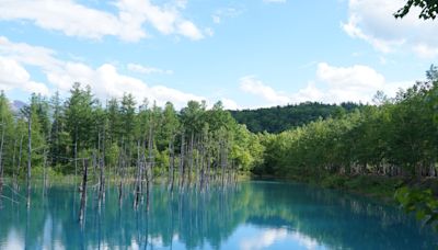 北海道美瑛必訪景點直擊！夢幻絕景「青池」、四季彩之丘賞五彩花田 | 蕃新聞