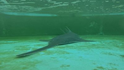 Distressed sawfish rescued in Florida Keys dies after aquarium treatment - WSVN 7News | Miami News, Weather, Sports | Fort Lauderdale