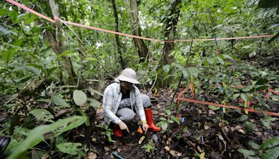 Barro Colorado, la isla laboratorio en el Canal de Panamá que estudia la crisis climática