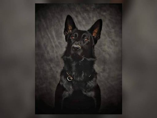 Franklin K-9 killed in crash honored at national memorial