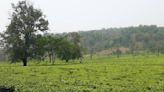 Pellets fired during a clash over the possession of Chopra tea plantation, two injured