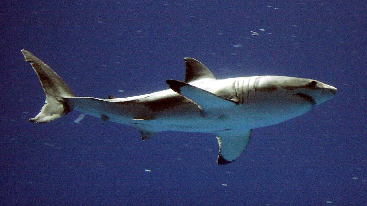 Boston aquarium on lookout for great white sharks after suspicious bites observed