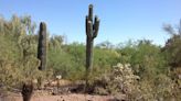 Phoenix’s record heat is killing off cactuses