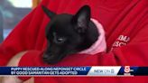 Watch: Small chihuahua puppy rescued from Boston highway ramp