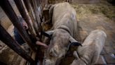 Cuidado cariñoso y juguetón, clave de la cría del rinoceronte negro oriental