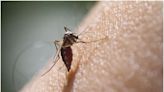 Dengue Can Seriously Affect The Brain, Nervous System, Say Doctors