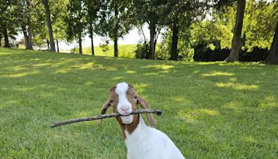 Abandoned Baby Goat With Paralyzed Legs "Capturing Hearts" At Louisville Animal Sanctuary