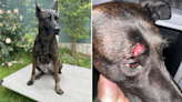 Manhunt for rioter who smashed police dog in face with brick