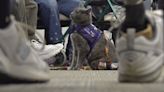 Meet Juanita and Lola-Pearl, the human-cat amputee duo helping others through animal therapy