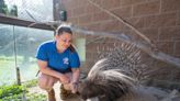 Pueblo zookeepers talk baby goats, penguin love triangles and more for National Zookeeper Week