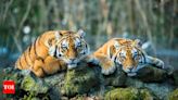 Explained: Why there are no tigers in Africa | - Times of India
