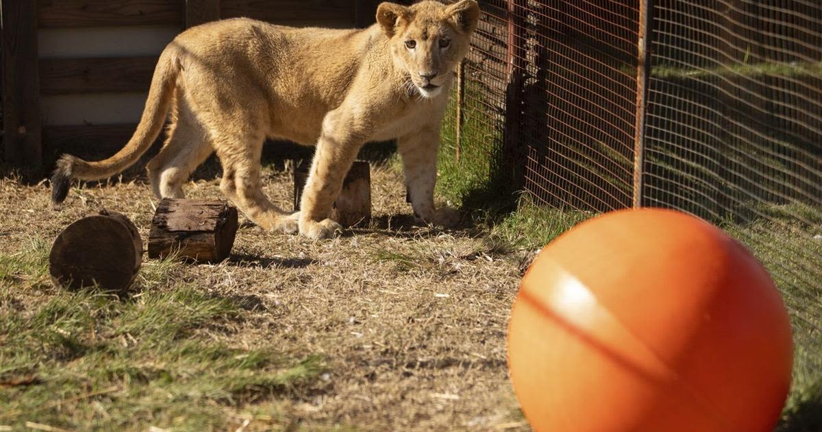 Freya the rescued lion cub is safe in South Africa. Many other lions there are bred to be shot