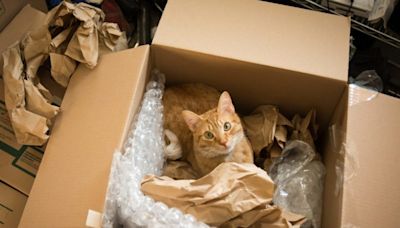 Amazon-Retoure: Ein Paar verschickt versehentlich Katze im Paket