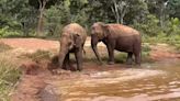 En Brasil: sorpresa por la causa de la muerte de Pocha, la elefanta que, tras 40 años de encierro, fue liberada en un santuario