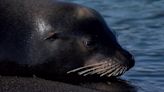 Approved killing of sea lions in the Columbia River likely to begin next week