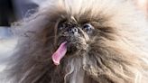 'El perro más feo del mundo' es una bola de pelo crespo y lengua larga llamado Wild Thang