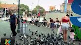 ¿Qué pasó con el proyecto que pretendía controlar palomas en San José? | Teletica