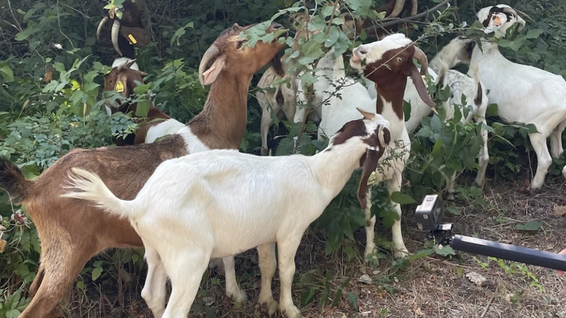 Have you 'herd' the news? The goats are back on the trail near Lady Bird Lake