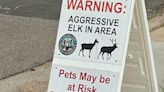 Elk chases down, stomps 8-year-old bike rider in Estes Park