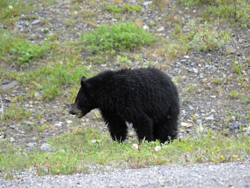 Beyond Local: 'It was game over' for brazen black bear seeking campers' food in Kananaskis Country