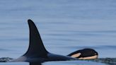 Can B.C.’s southern resident orcas be taken off the path to extinction?