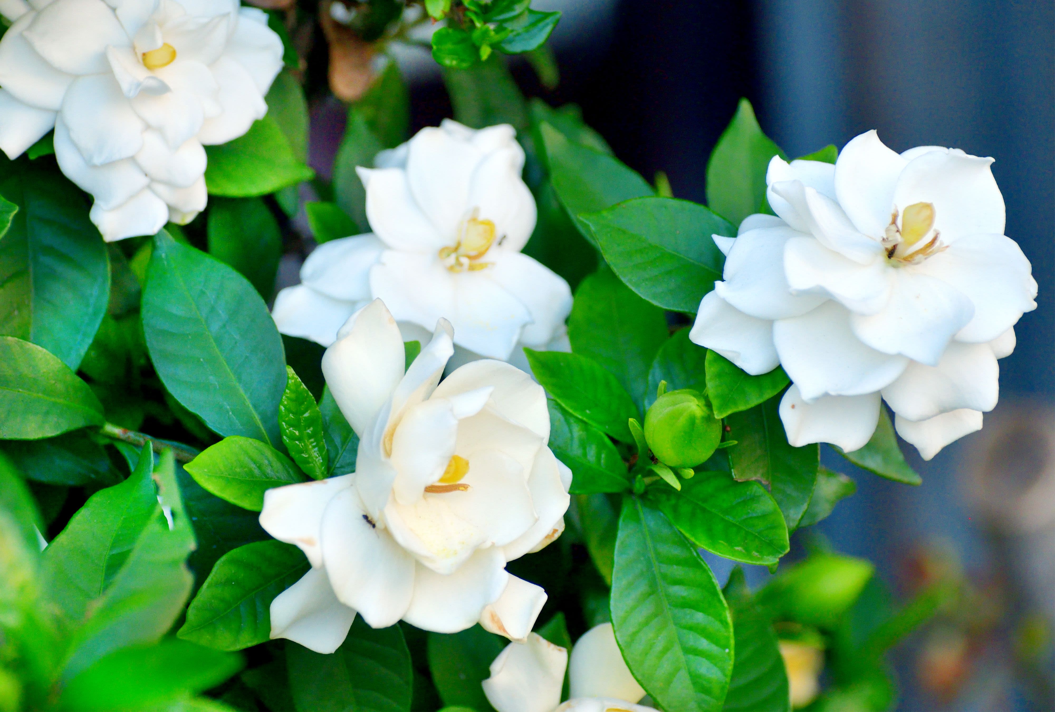 Yes, You Should Fertilize Gardenias Regularly to Get More Flowers—Here's How