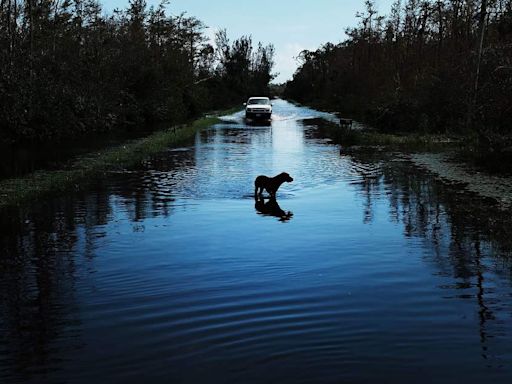 Happy Ending for Dog Stranded In Tree After Hurricane Helene