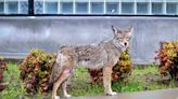Column: During ‘coyote pupping season’ beware when walking your dog