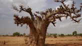 Los científicos resolvieron el misterio del antiguo árbol de la vida