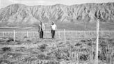 Dry Cuyama Valley was once dominated by ‘thirstiest of crops.’ Then water worries began