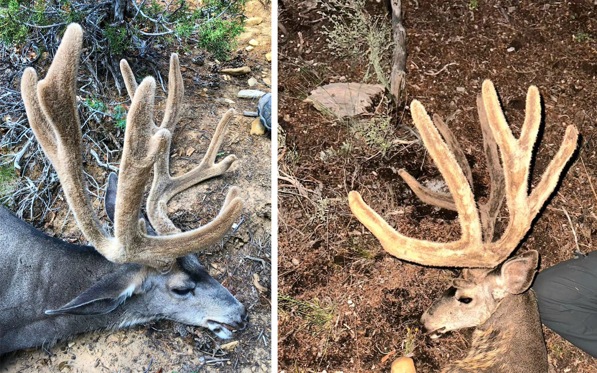 Former Utah Wildlife Commissioner Under Investigation for Baiting Mule Deer on Outfitted Ranch