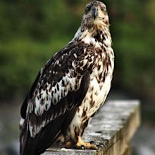 Young eagle. | Smithsonian Photo Contest | Smithsonian Magazine