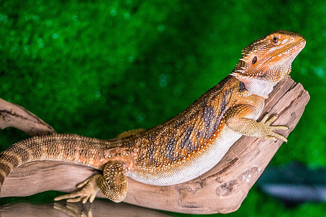 Pet bearded dragons pose salmonella danger, CDC warns