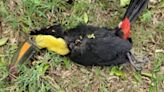 Ola de calor causa la muerte de aves en la Sierra Nororiental