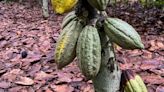 Ivory Coast's cocoa regulator suspends cooperatives for hoarding beans, sources say