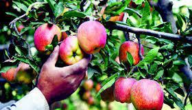 Union Budget: Demands not met, Himachal apple growers upset