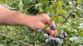 This Marion Township blueberry farm has deep community roots