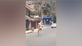 Video: Hombre desnudo camina con puñal en mano por San Ramón | Teletica