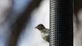 Opinion: Bird feeder angst: By giving songbirds food, am I domesticating them?