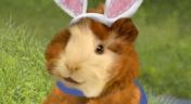 14. Help the Easter Bunny!; Save the Visitor's Birthday Party!
